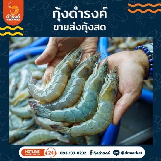 กุ้งสดจากบ่อ