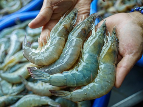 ขายส่งกุ้งสด ราคาส่ง