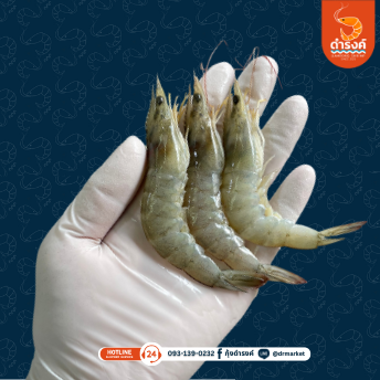 กุ้งขาวสด ไซส์ 80-85ตัว/กก