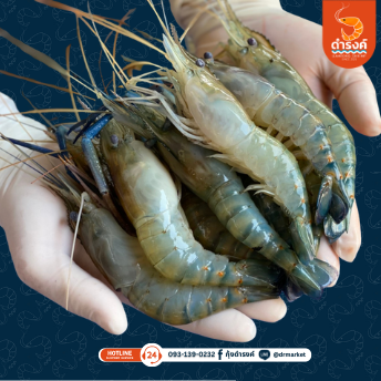 กุ้งก้ามกรามคัดไซส์พิเศษ