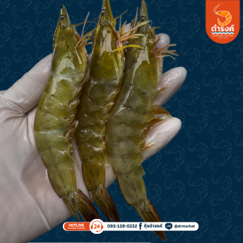 กุ้งขาว 20-25 ตัว/กิโล