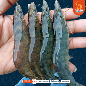 กุ้งขาวจัมโบ้